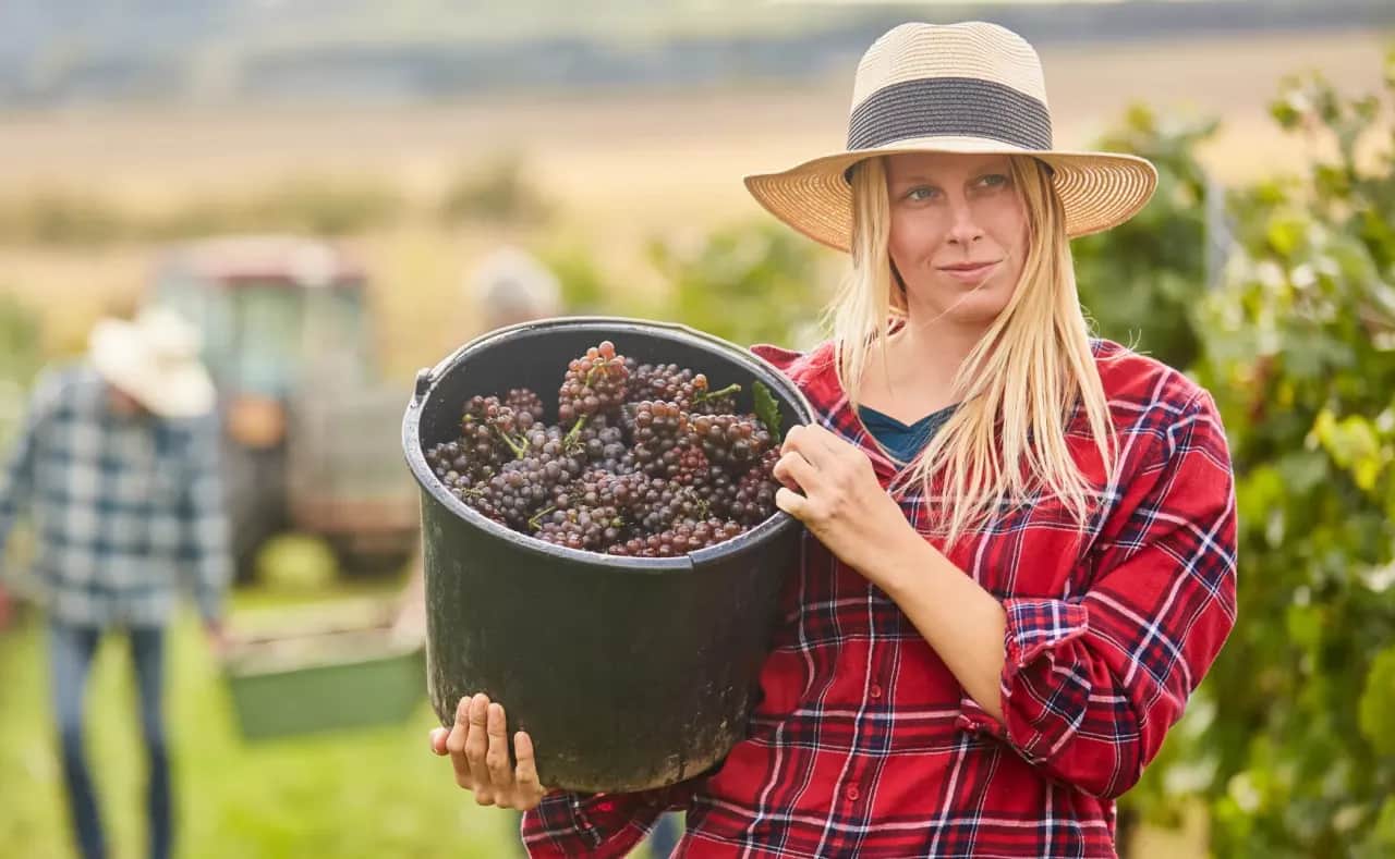 Winobranie Francja 2026: Ile zarobisz i jak zmaksymalizować zysk?